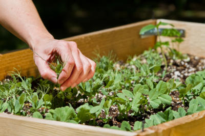 raised garden bed treated with Outdoor Defense Oil