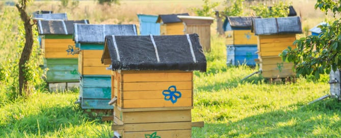 Painted Beehives in a Field